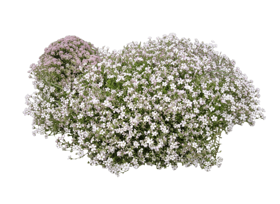 Baby'S Breath, White (Gypsophila Repens 'Filou White') - Ground Layers