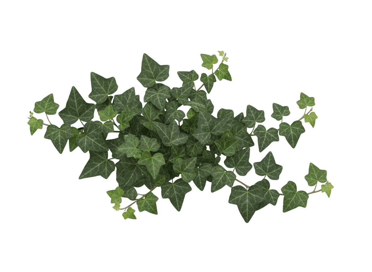 Ivy, Thorndale (Hedera Helix 'Thorndale') - Ground Layers