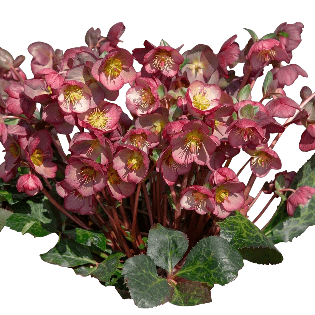 French Kiss Lenten Rose (Helleborus 'French Kiss') - Perennials