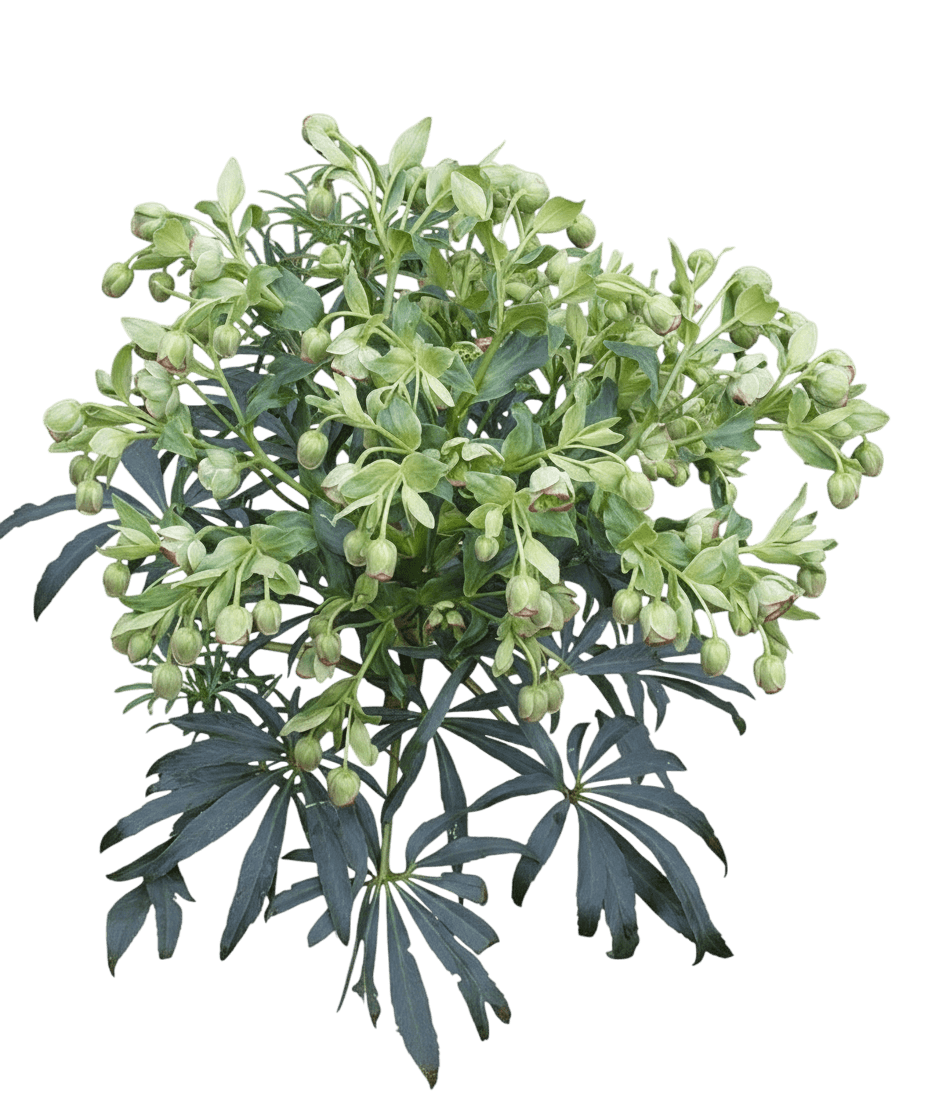 Bearsfoot Hellebore (Helleborus Foetidus) - Perennials