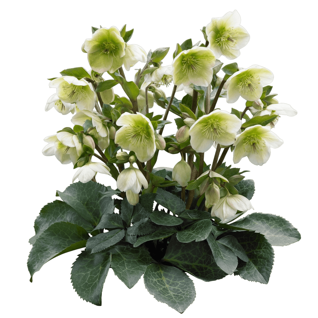 Lenten Rose Pp25685 (Helleborus Frostkiss Molly'S White) - Perennials