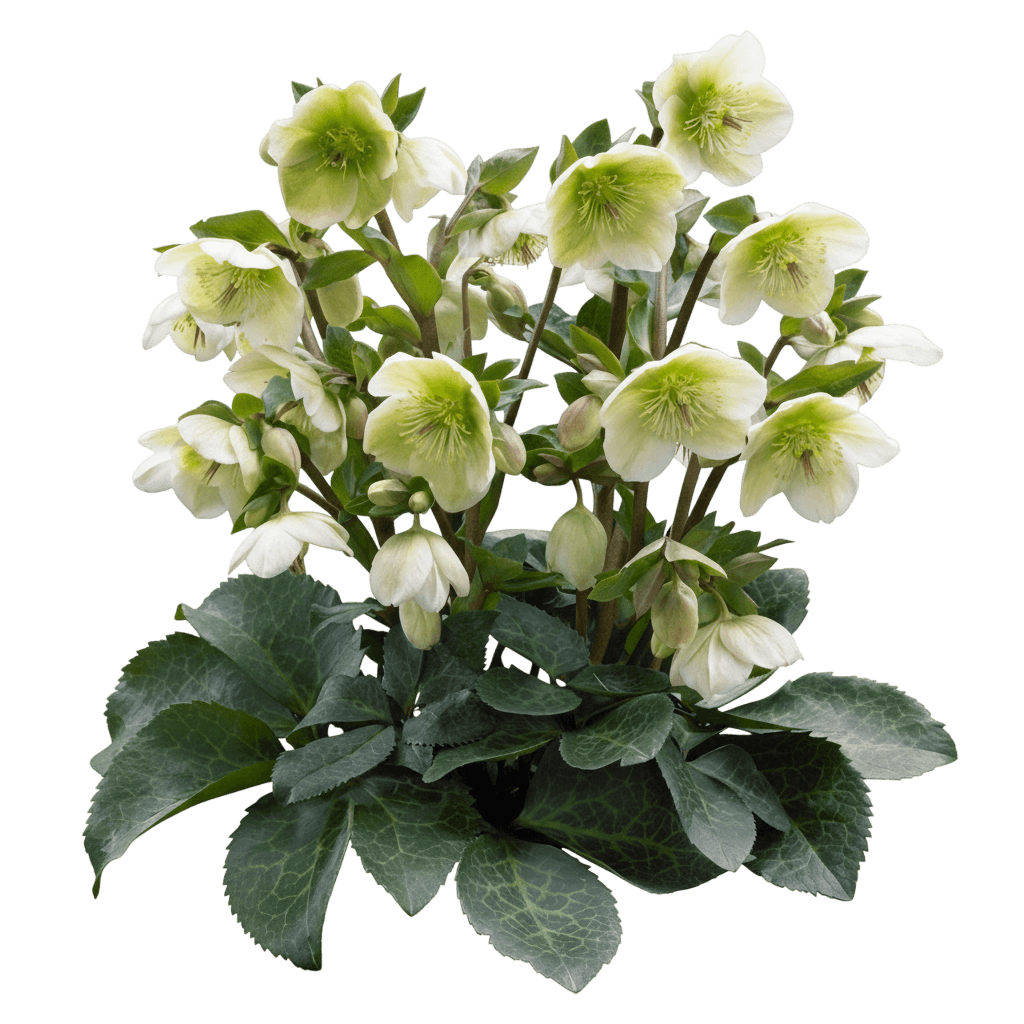 Lenten Rose Pp27969 (Helleborus Frostkiss Moondance) - Perennials