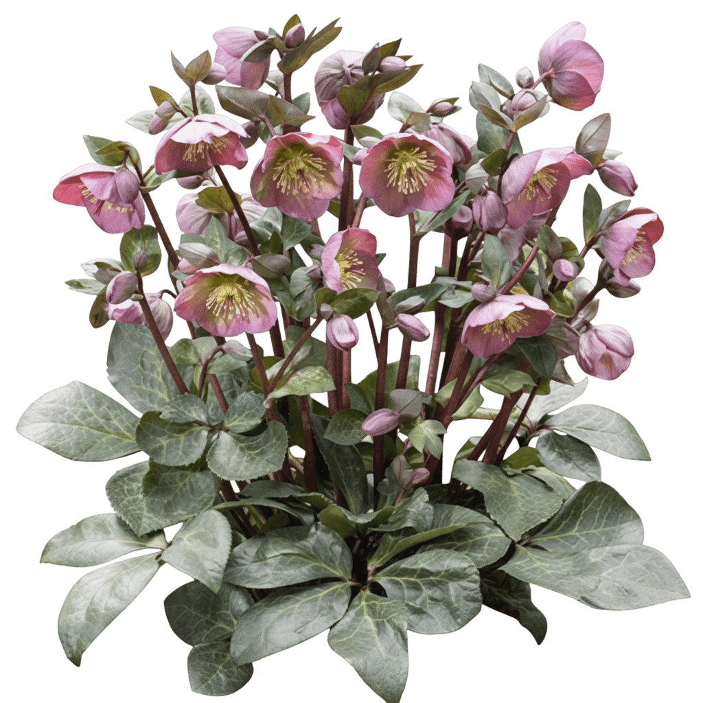 Lenten Rose Pp24149 (Helleborus Frostkiss Penny'S Pink) - Perennials