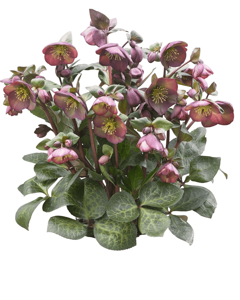 Frostkiss® Dana'S Dulcet Lenten Rose (Helleborus Frostkiss S Dulcet 'Dana') - Perennials