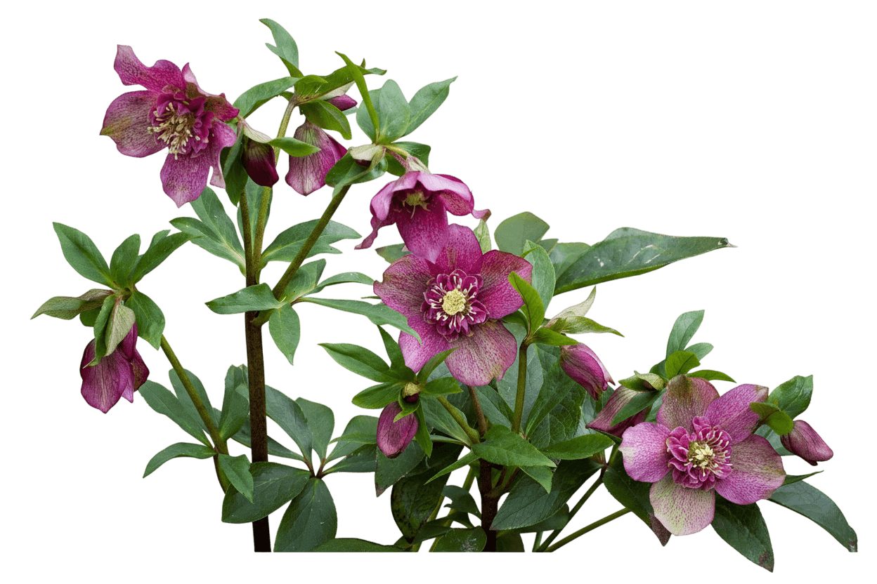Lenten Rose (Helleborus X 'Tutu') - Perennials