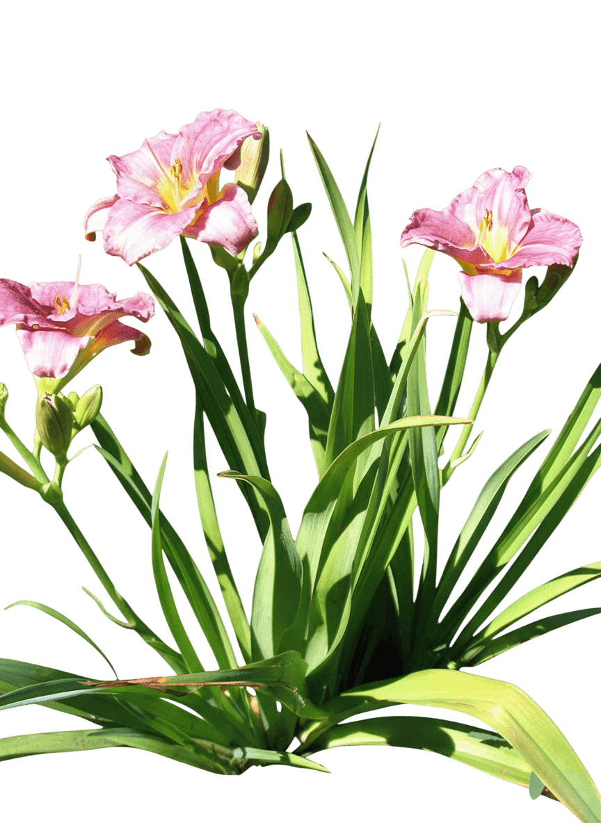 Daylily (Hemerocallis 'Summer Wine') - Perennials