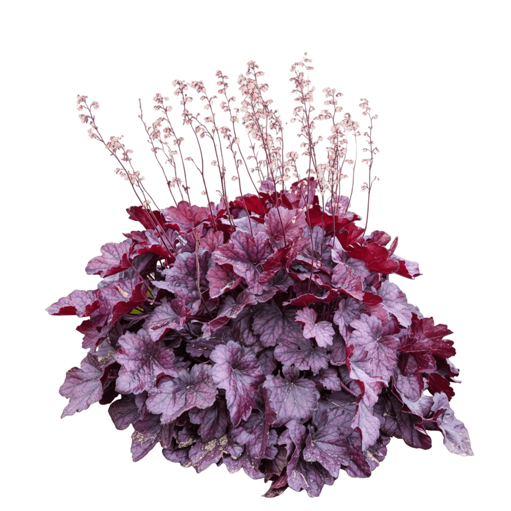 Balboa Sunset® Heuchera (Heuchera) - Perennials