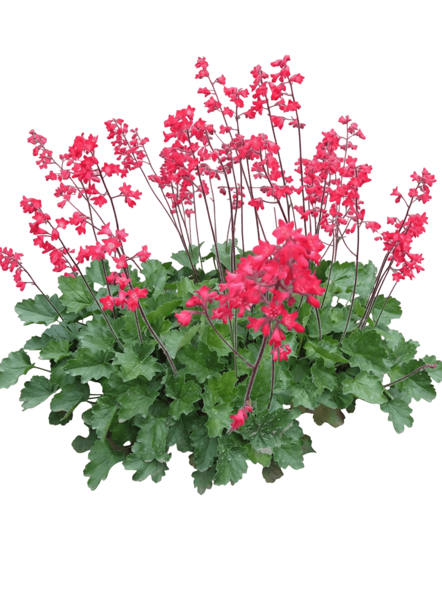 Coral Bells, Firefly (Heuchera Brizoides 'Firefly') - Perennials