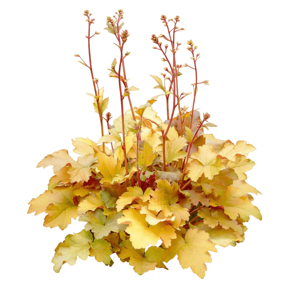 Coral Bells, Amber Waves (Heuchera 'Amber Waves') - Perennials