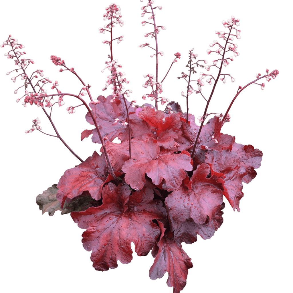 Coral Bells, Fire Alarm (Heuchera 'Fire Alarm') - Perennials
