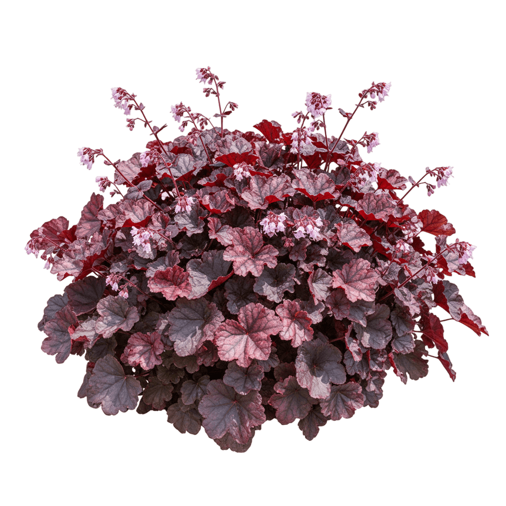 Cherry Truffles Coral Bells (Dolce Serie (Heuchera Dolce 'Cherry Truffles') - Perennials