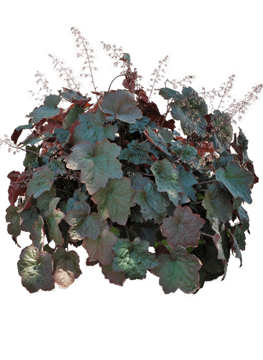 Coral Bells (Heuchera Micrantha 'Palace Purple') - Perennials