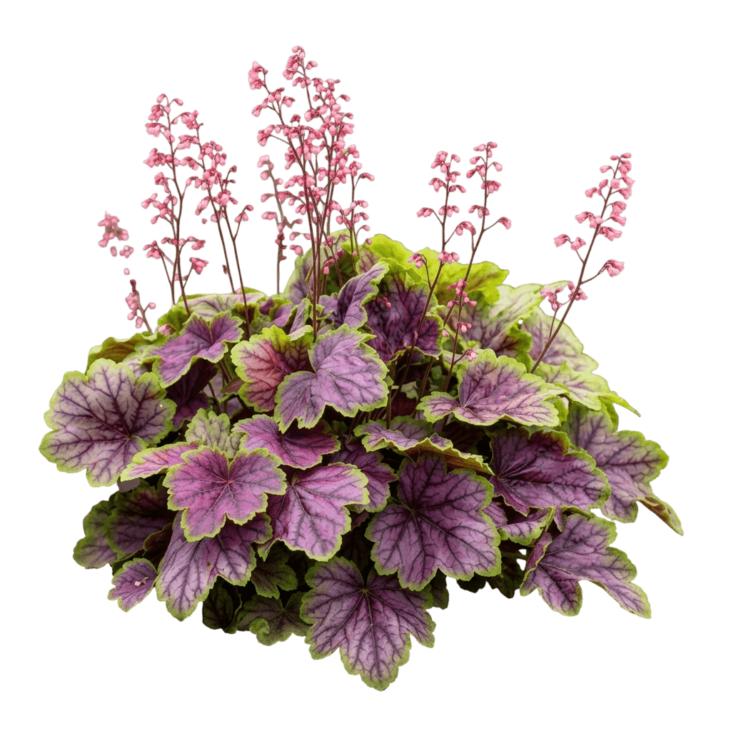 Pistachio Ambrosia Coral Bells (Primo®) (Heuchera Primo 'Pistachio Ambrosia') - Perennials