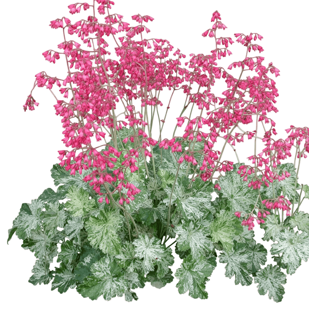 Coral Bells, Snow Angel (Heuchera Sanguinea 'Snow Angel') - Perennials