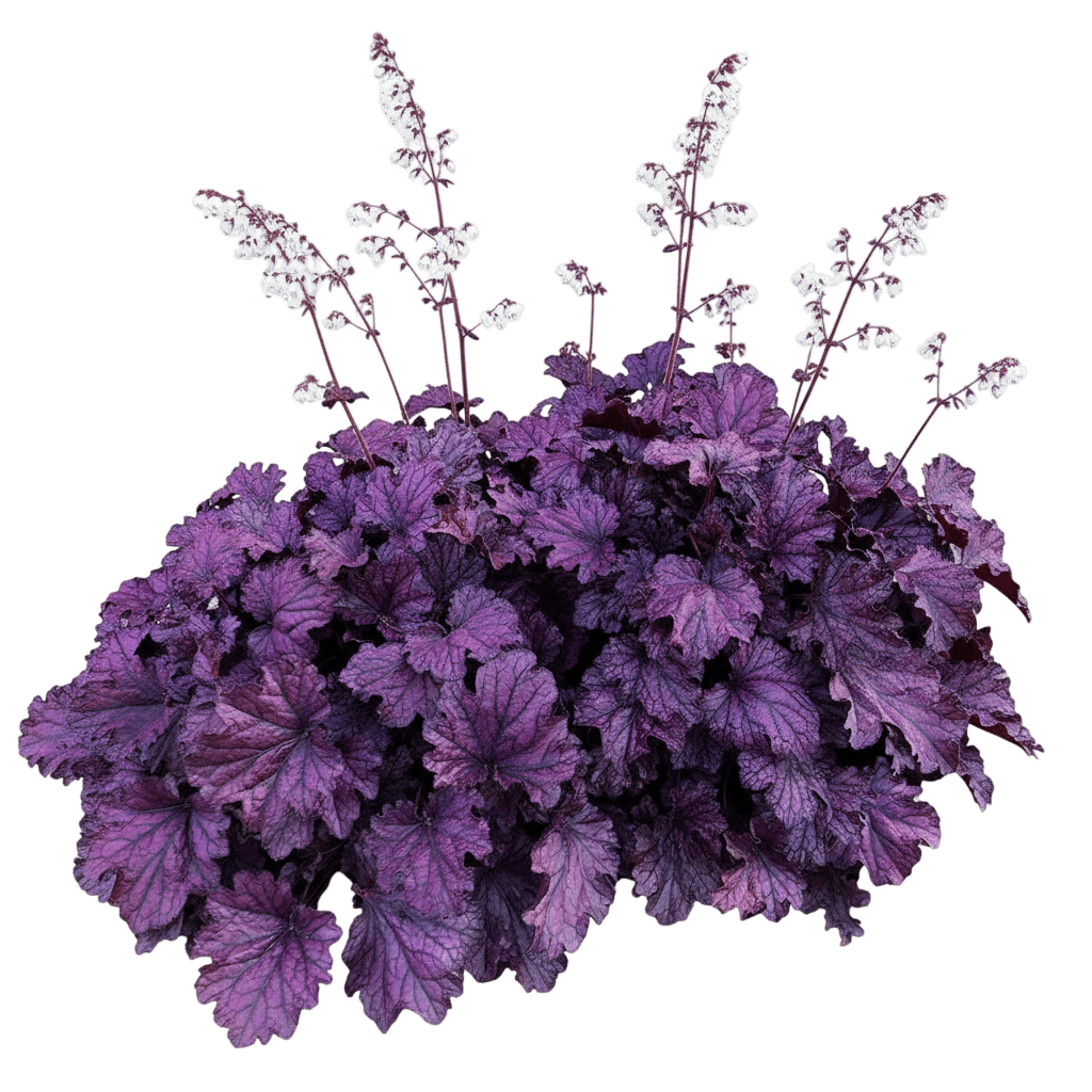 Forever Purple Coral Bells (Heuchera ' Purple 'Tnheufpforever') - Perennials