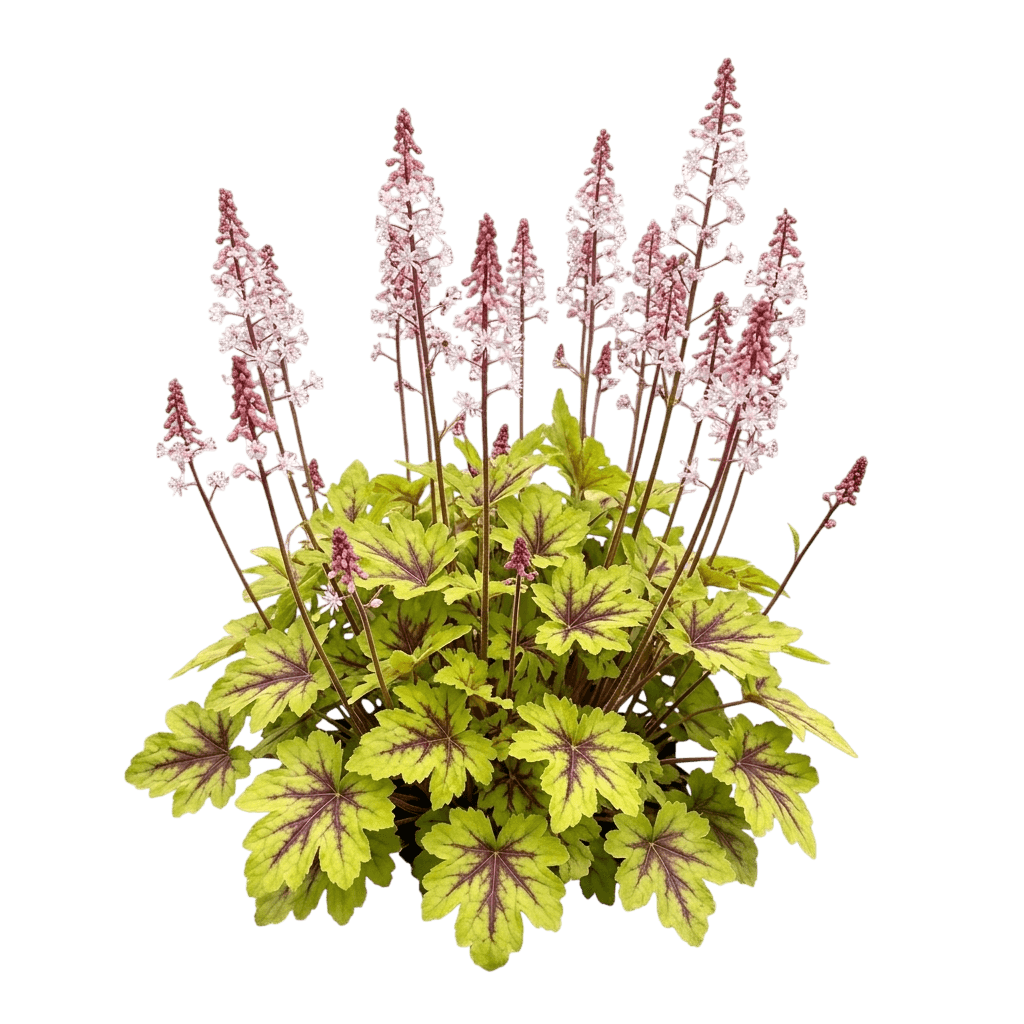 Gold Zebra Foamy Bells (Heucherella 'Gold Zebra') - Perennials