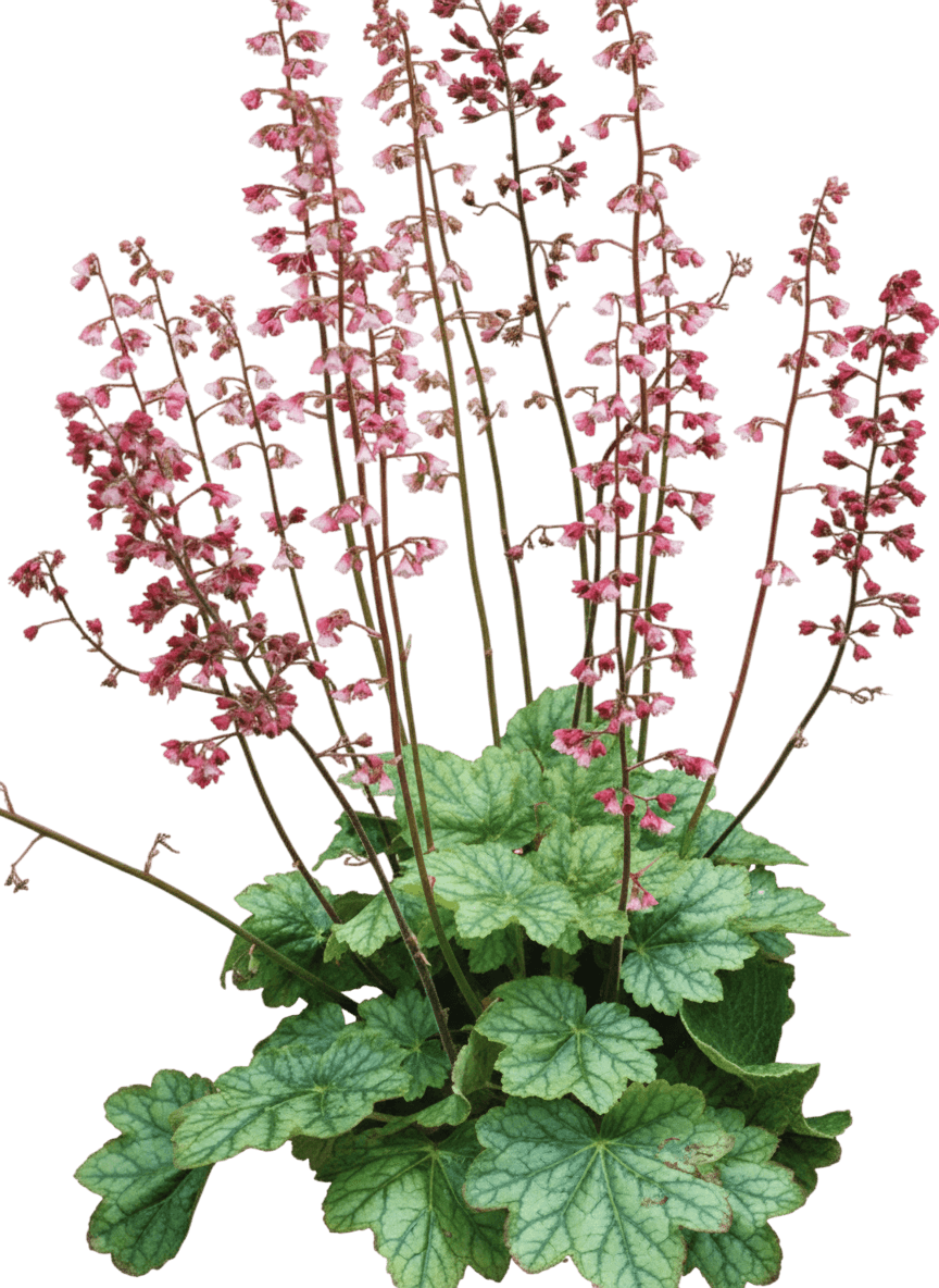 Pumpkin Spice Foamy Bells (Heucherella X Villosa 'Pumpkin Spice') - Perennials