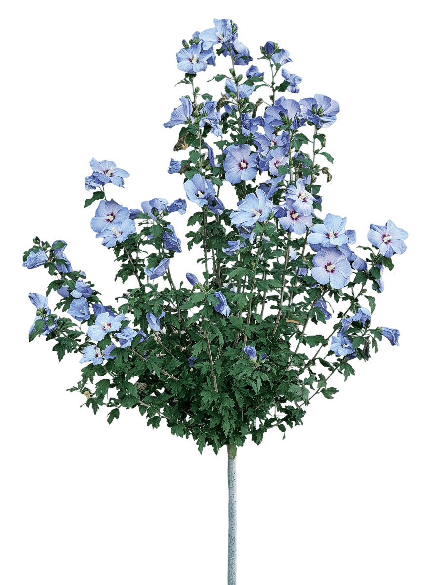 Azurri Blue Satin Rose-Of-Sharon (Hibiscus Syriacus ‘ 'Dvpazurri') - Ground Layers