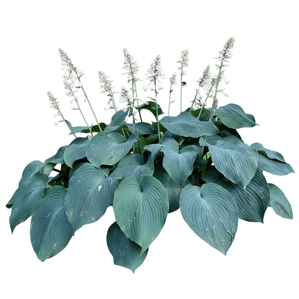 Hosta Blue Angel (Hosta Blue Angel) - Perennials