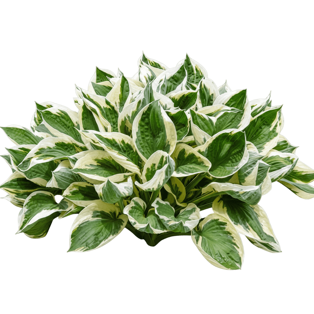 Atlantis Hosta (Hosta 'Atlantis') - Perennials