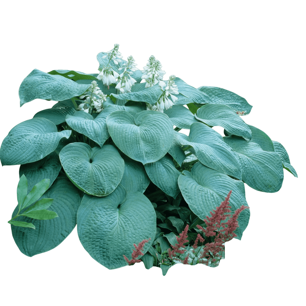 Big Daddy Hosta (Hosta 'Big Daddy') - Perennials