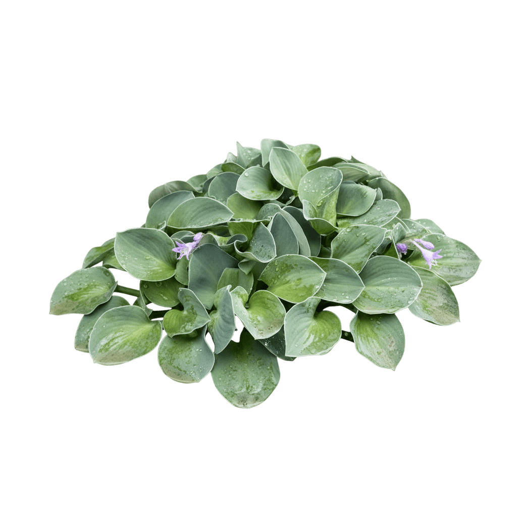 Blue Mouse Ears Hosta (Hosta 'Blue Mouse Ears') - Perennials