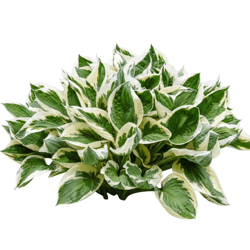 Green Patriot Hosta (Hosta 'Green Patriot') - Perennials