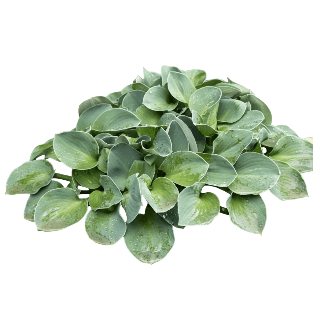 Halcyon Hosta (Hosta 'Halcyon') - Perennials
