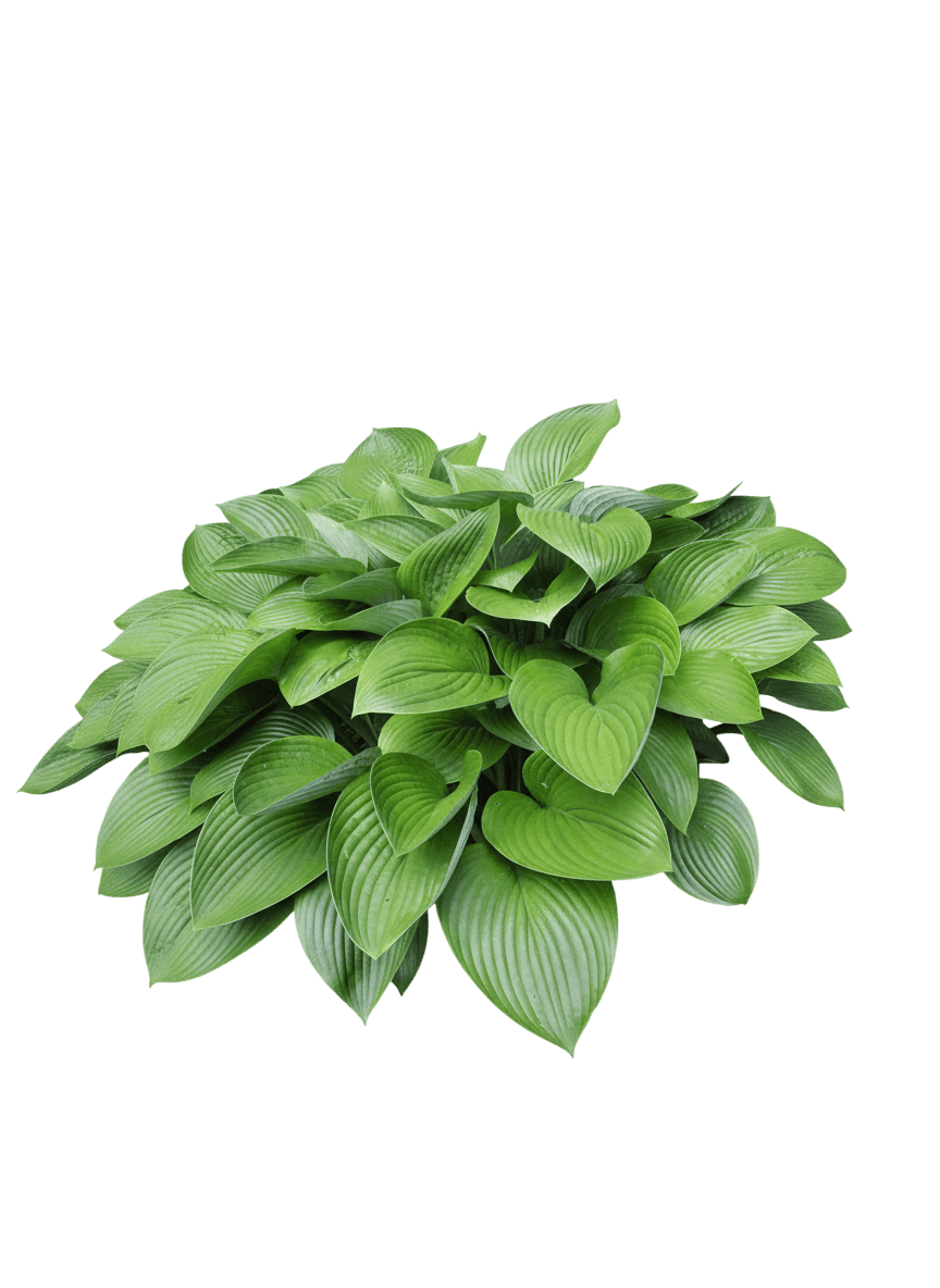 Humpback Whale Hosta (Hosta 'Humpback Whale') - Perennials