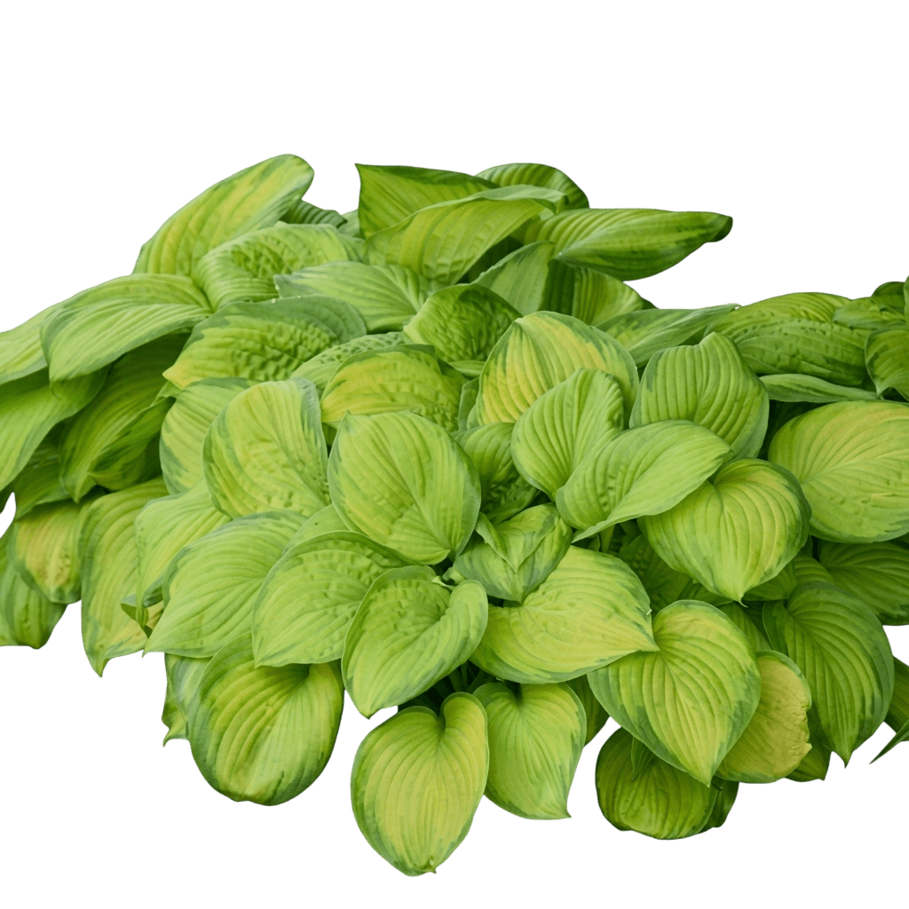 June Spirit Hosta (Hosta 'June Spirit') - Perennials
