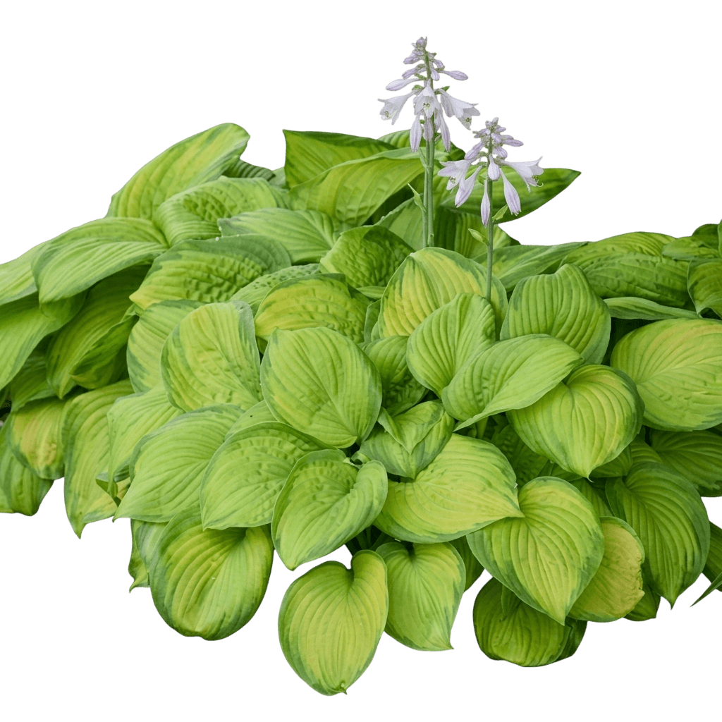 Komodo Dragon Hosta (Hosta 'Komodo Dragon') - Perennials