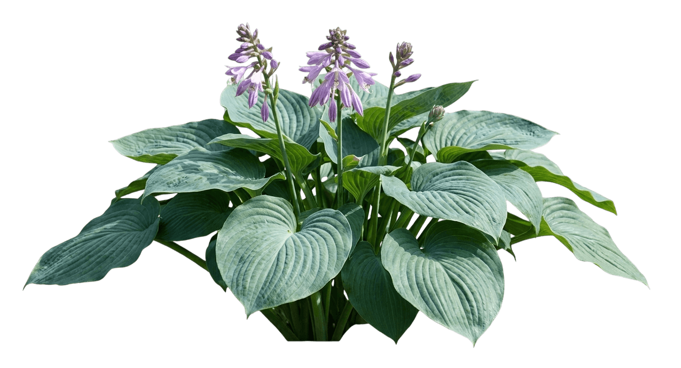 Krossa Regal Hosta (Hosta 'Krossa Regal') - Perennials