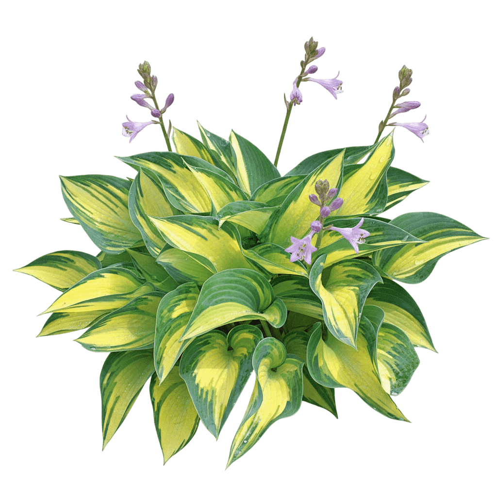 Mighty Mouse Hosta (Hosta 'Mighty Mouse') - Perennials