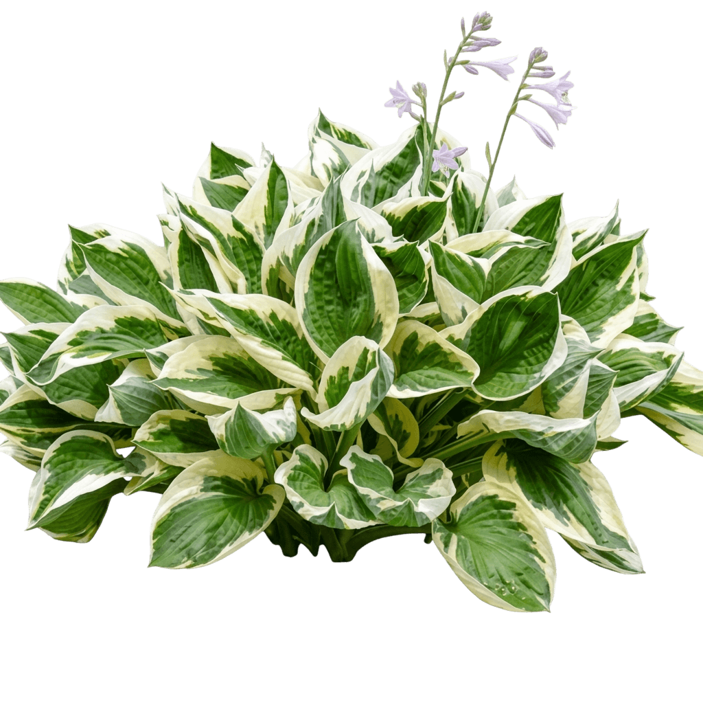One Last Dance Hosta (Hosta 'One Last Dance') - Perennials