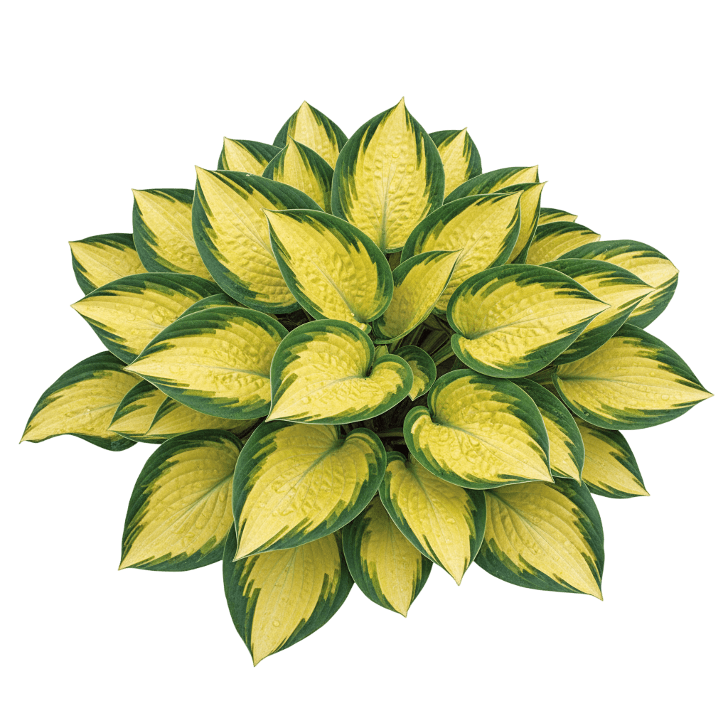 Pocketful Of Sunshine Hosta (Hosta 'Pocketful Of Sunshine') - Perennials
