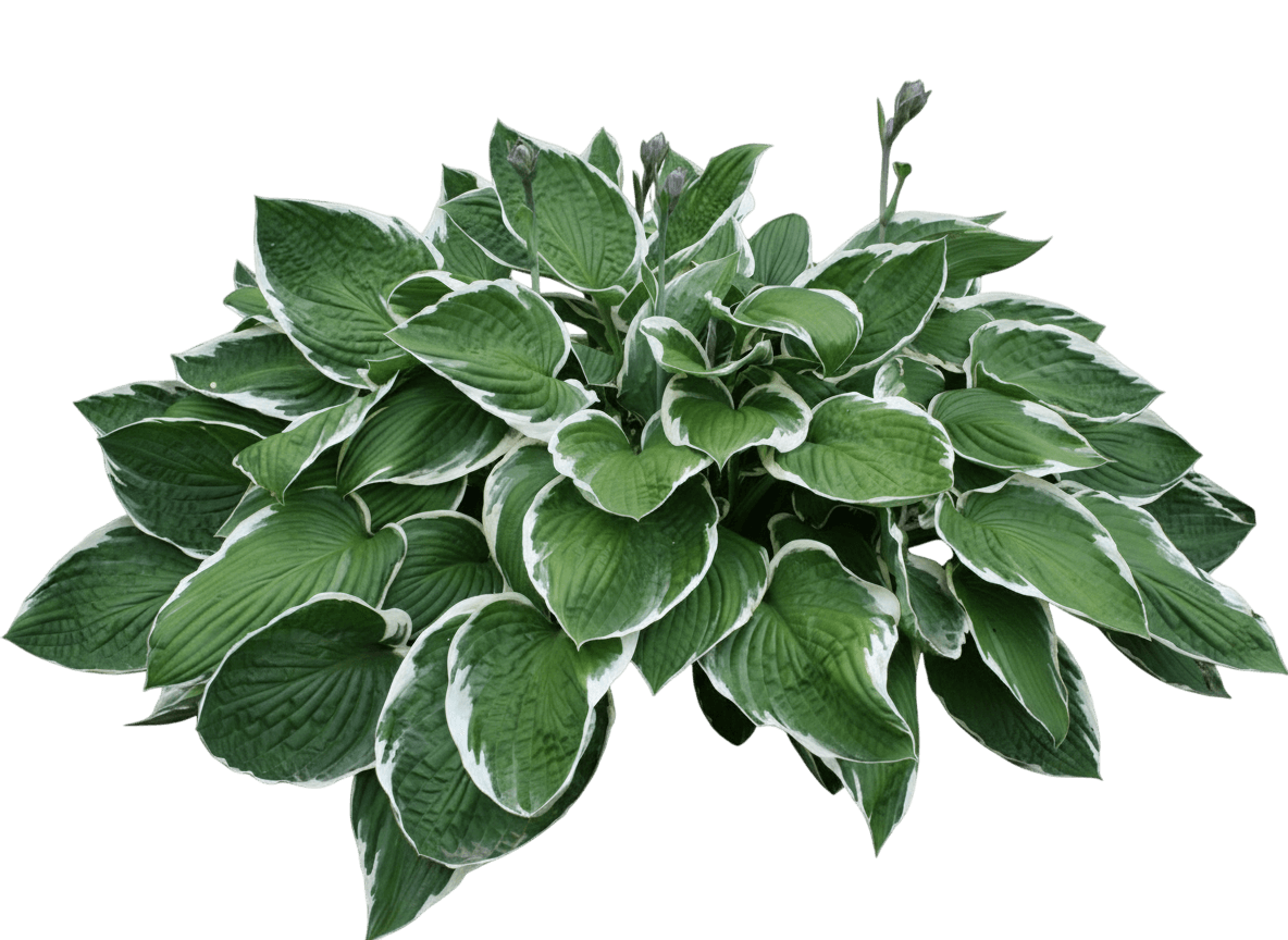 Hosta, Francee (Hosta Fortunei ‘Francee’) - Perennials