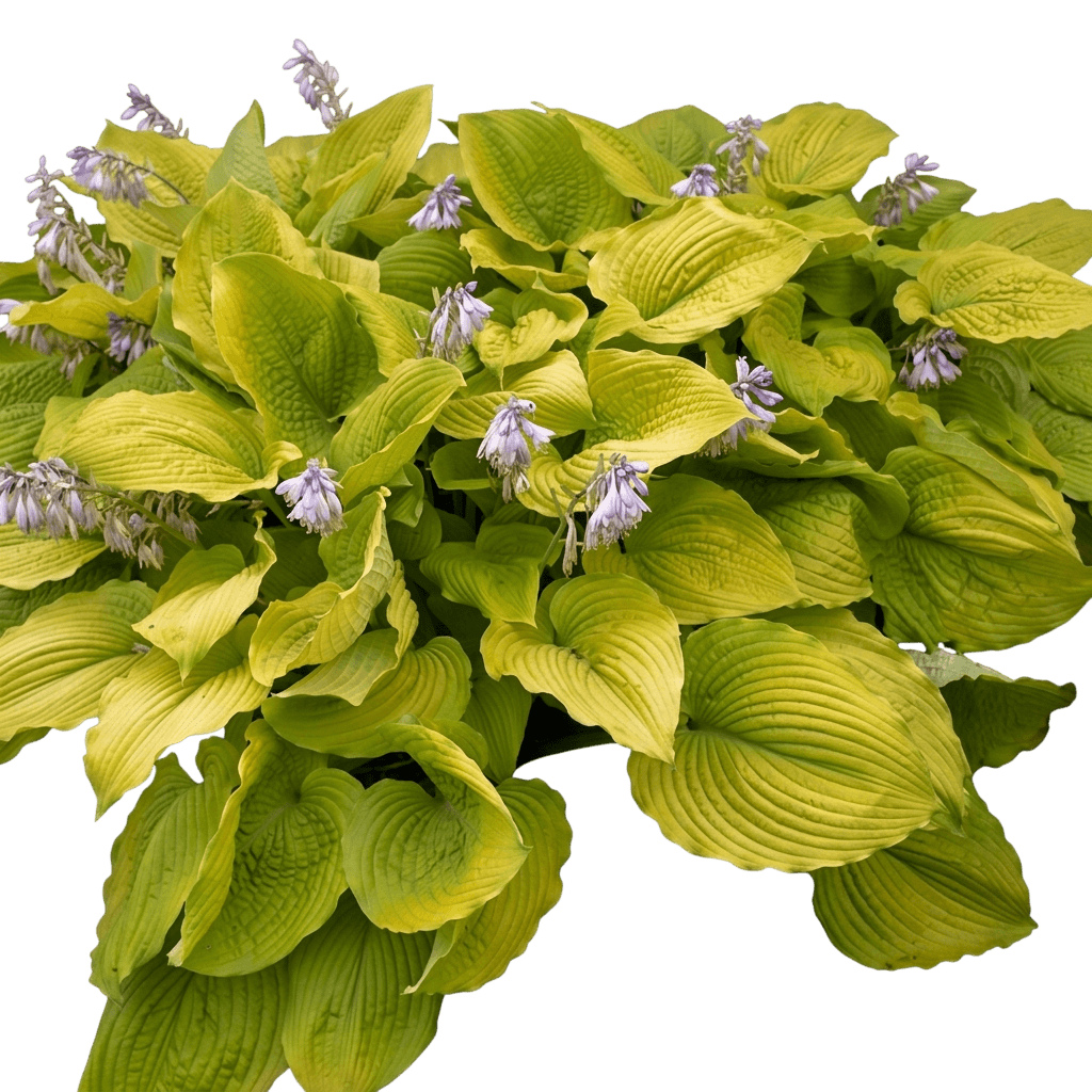 Gigantosaurus Hosta (Shadowland) (Hosta Shadowland 'Gigantosaurus') - Perennials