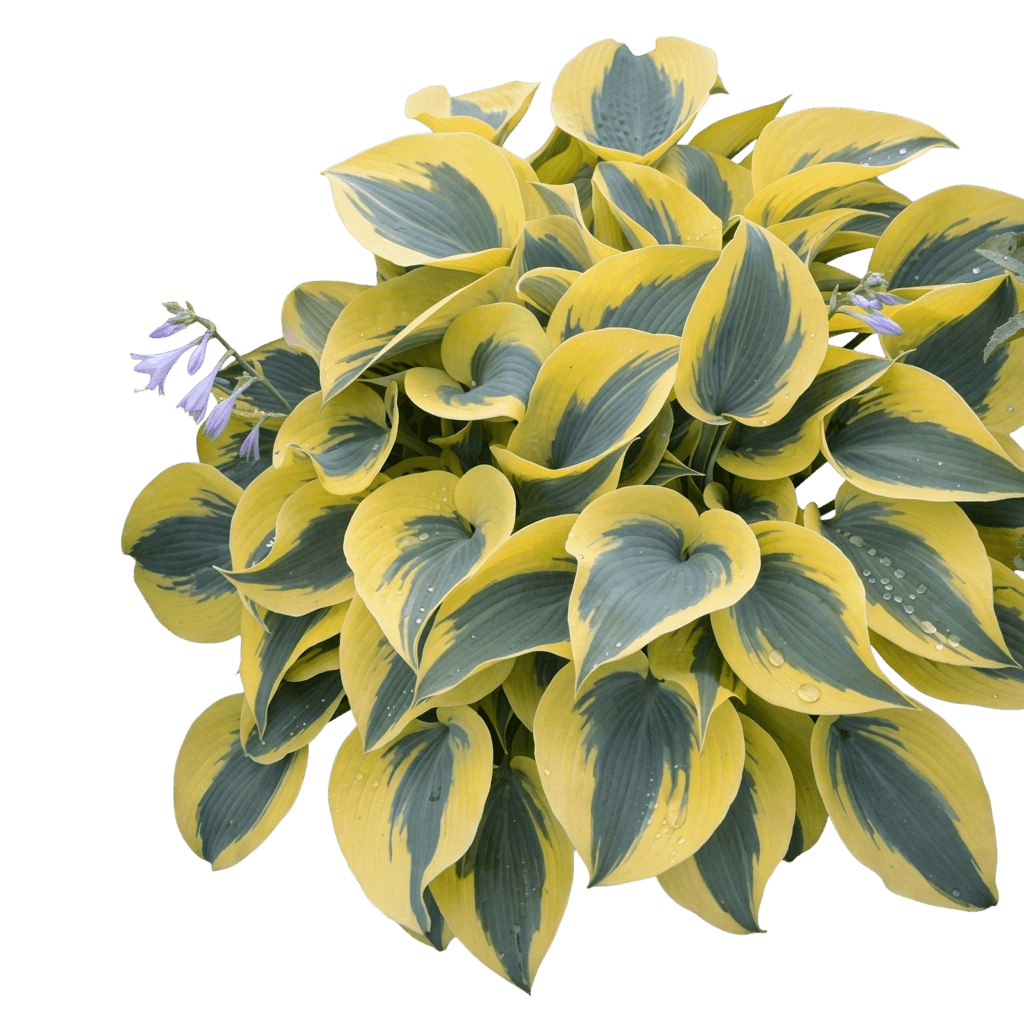 Love Story Hosta (Shadowland) (Hosta Shadowland 'Love Story') - Perennials