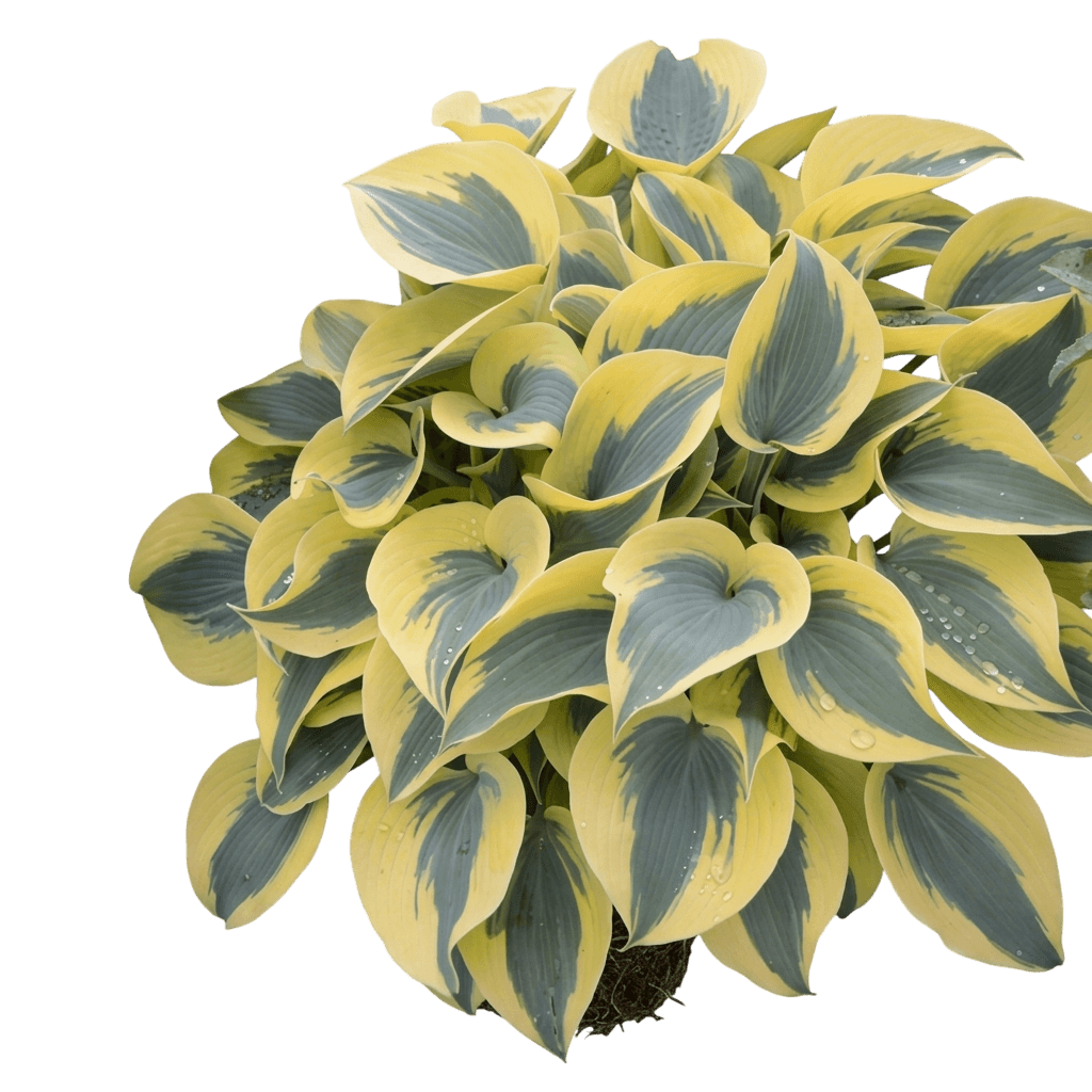 Miss America Hosta (Shadowland) (Hosta Shadowland 'Miss America') - Perennials