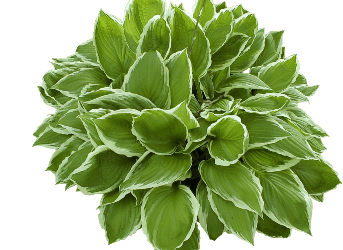 Hosta, Albomarginata (Hosta Undulata 'Albomarginata') - Perennials