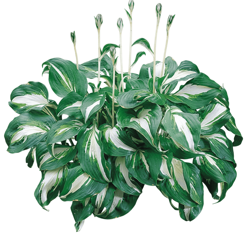 Hosta, Mediovariegata (Hosta Undulata 'Mediovariegata') - Perennials
