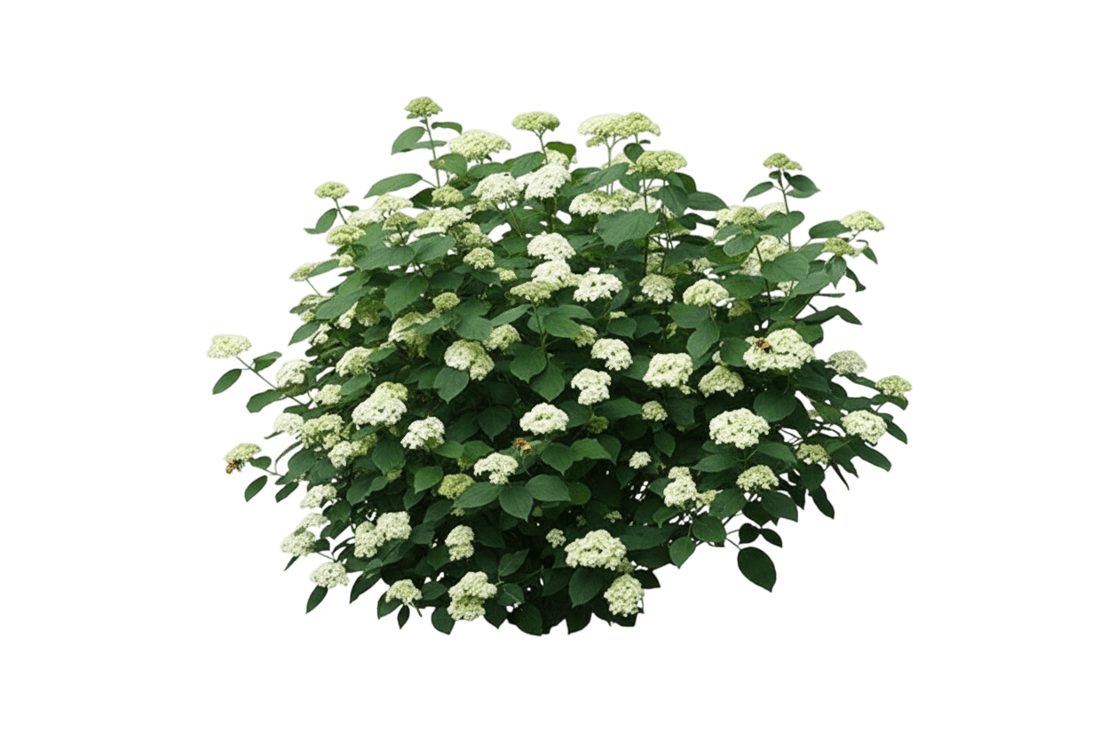 Hydrangea, Bee Friendly (Hydrangea Arborescens 'Bee Friendly') - Ground Layers
