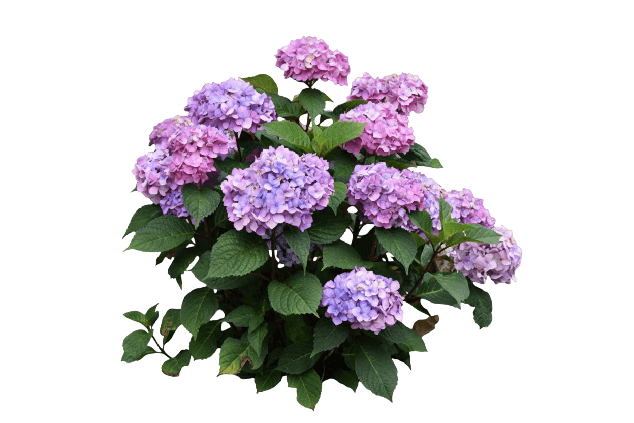 Endless Summer® Mophead Hydrangea (Hydrangea Macrophylla Bloomstruck®) - Ground Layers