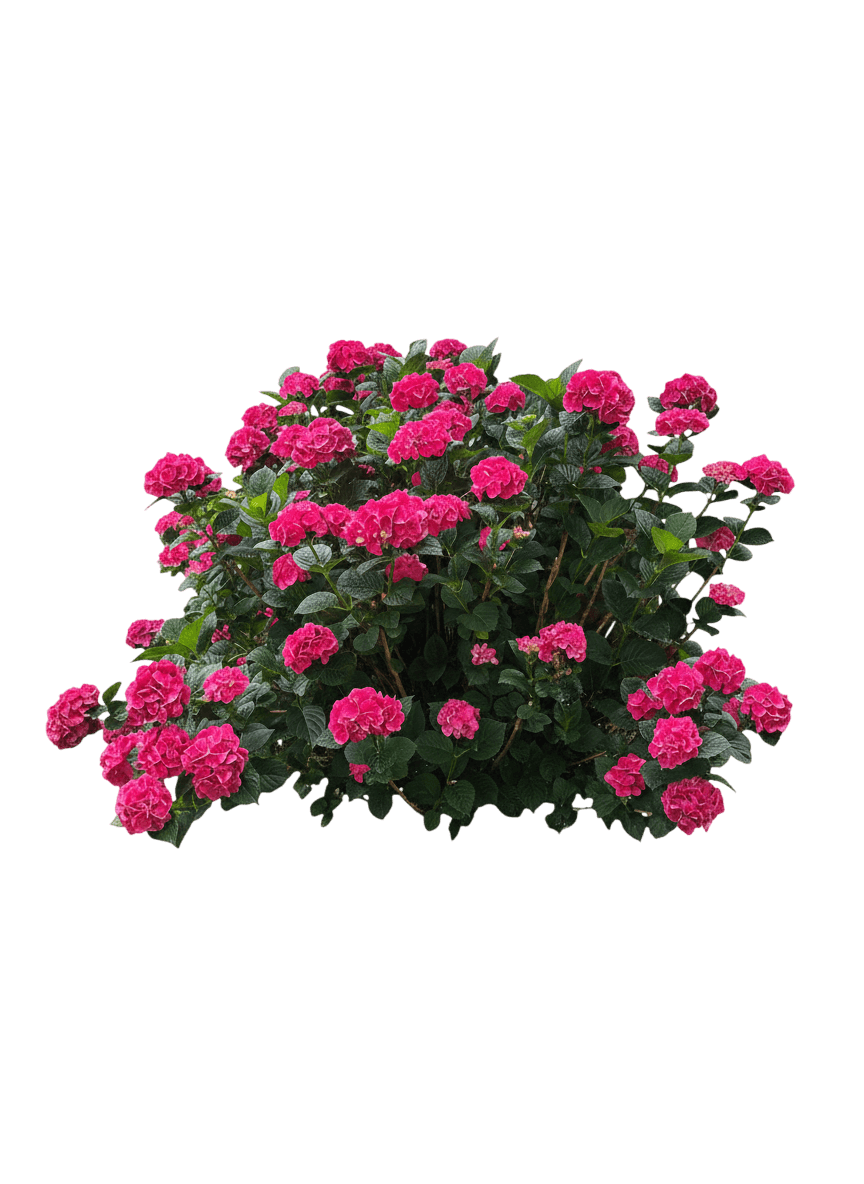 Endless Summer® Hydrangea (Hydrangea Macrophylla Summer Crush®) - Ground Layers