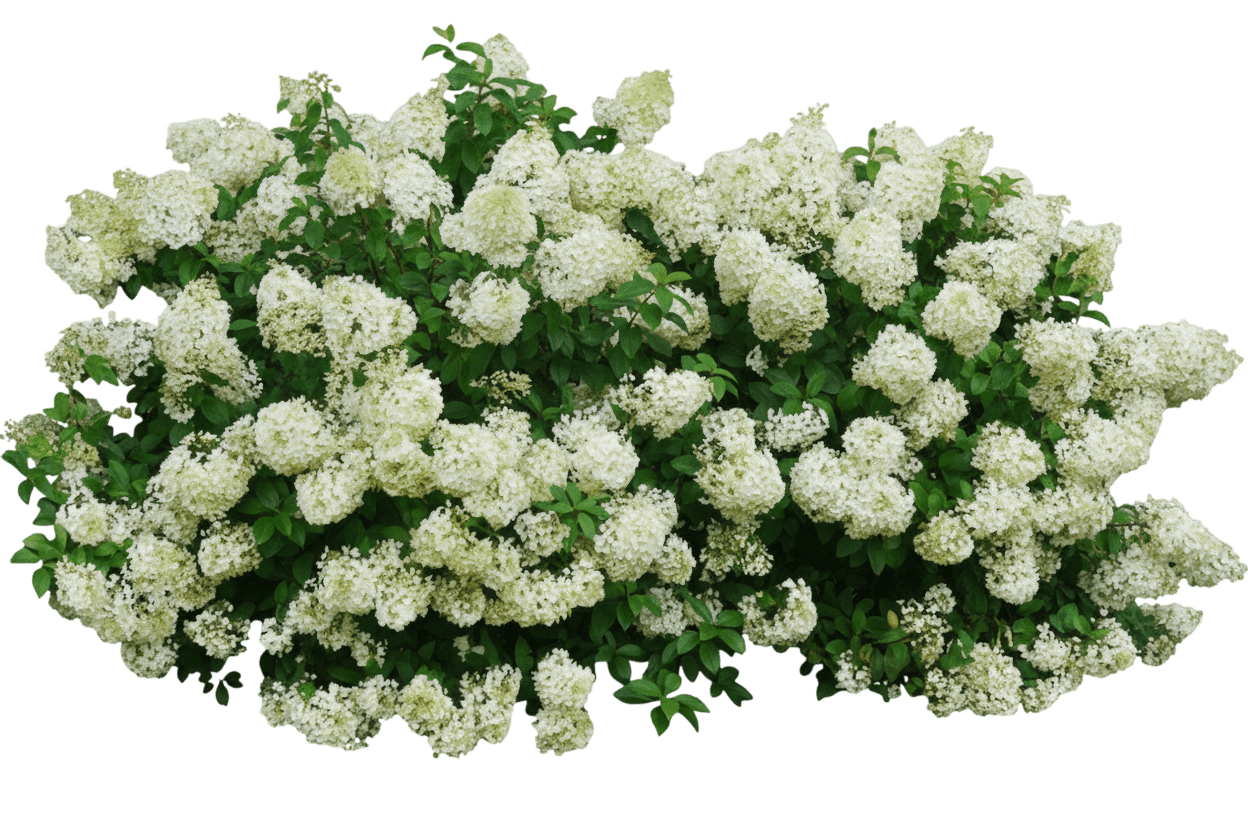 Bobo® Panicle Hydrangea (Hydrangea Paniculata Bobo 'Ilvobo') - Ground Layers