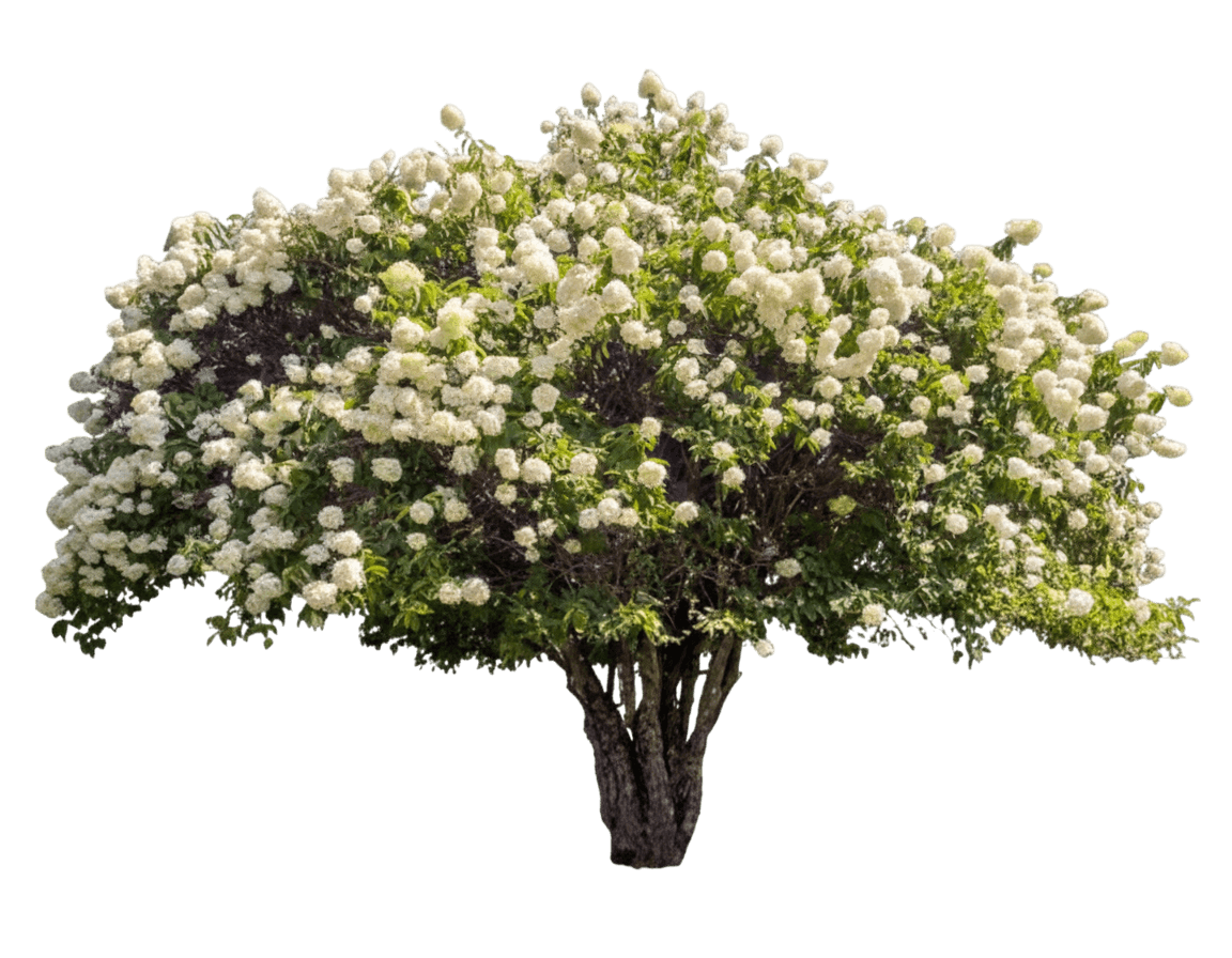 Hydrangea, Peegee (Hydrangea Paniculata 'Grandiflora') - Ground Layers