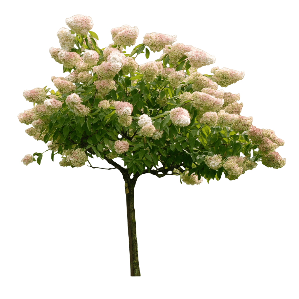 Vanilla Strawberry™ Hydrangea (Hydrangea Paniculata 'Renhy') - Ground Layers