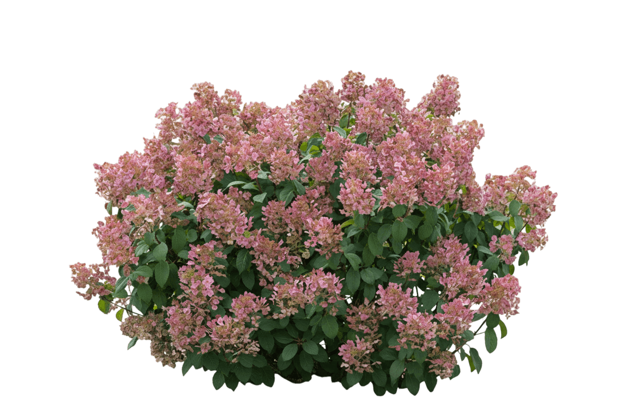 Panicle Hydrangea (Hydrangea Paniculata Little Quick Fire®) - Ground Layers