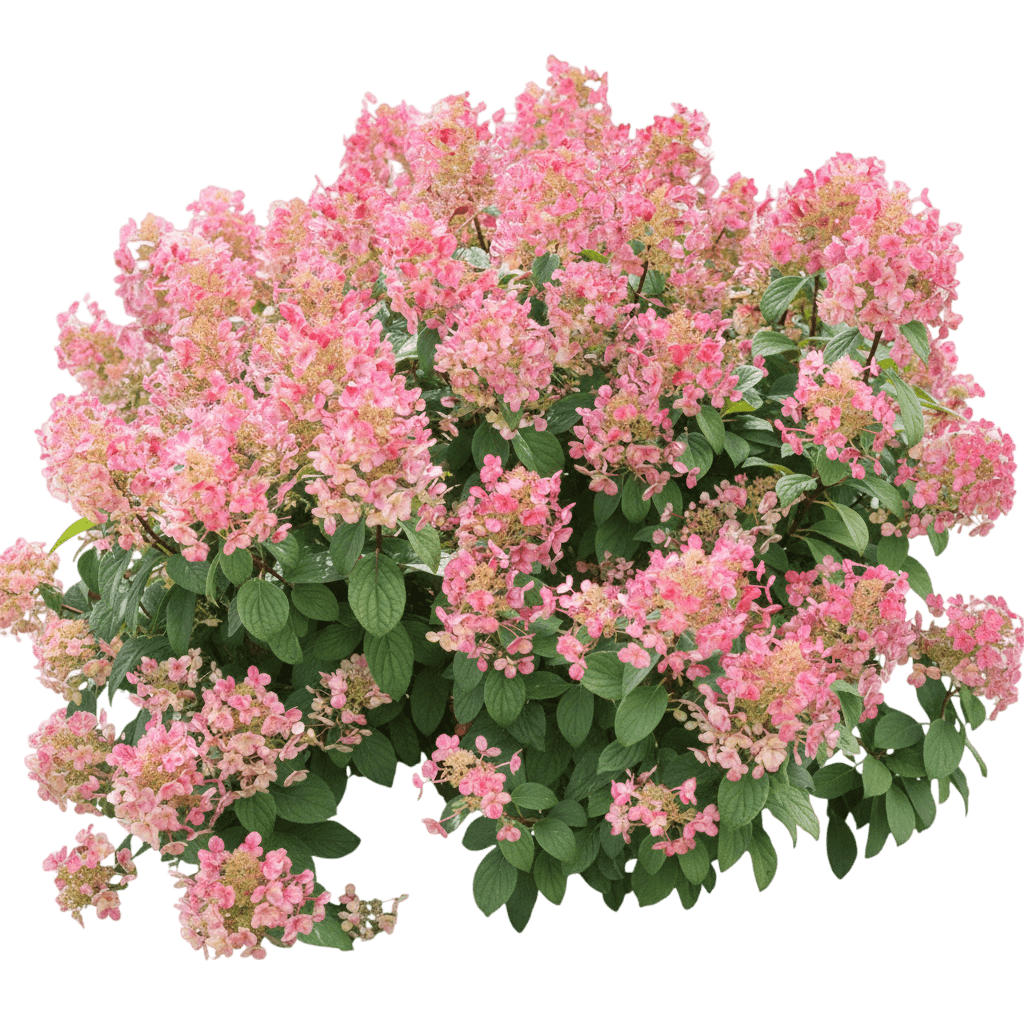 Quick Fire® Hydrangea Standard (Hydrangea Paniculata Quick Fire 'Bulk') - Flowering Trees