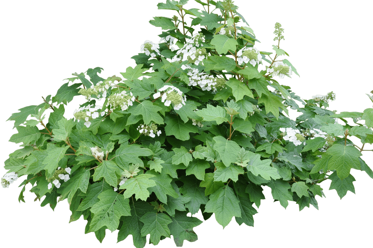 Alice Oakleaf Hydrangea (Hydrangea Quercifolia 'Alice') - Ground Layers